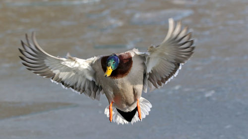 Close-up of bird flying