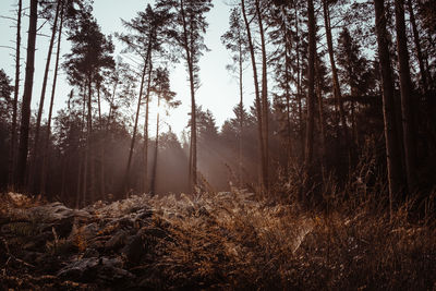 Trees growing on field against sky