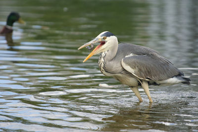 Bird on a lake