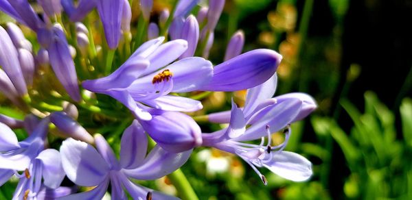 Close-up of purple crocus flowers