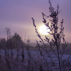 Close-up of snow on field against sky during sunset