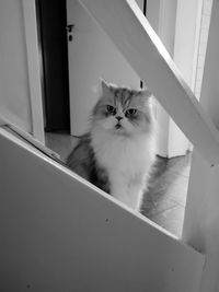 Portrait of cat sitting on window