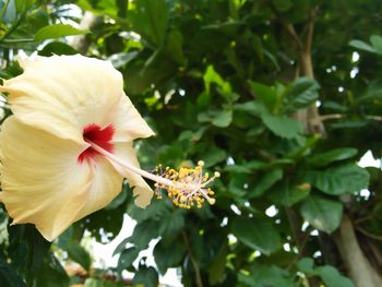 Close-up of fresh hibiscus blooming on tree