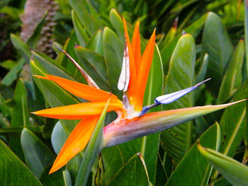 Close-up of orange flower