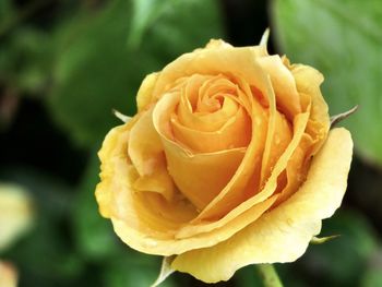 Close-up of yellow rose