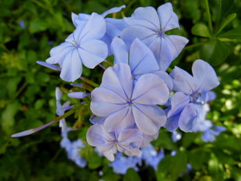 Close-up of purple flowers