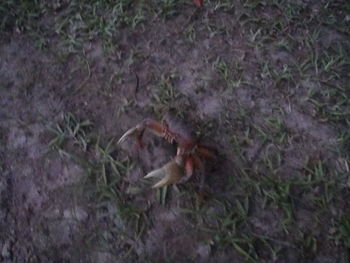 High angle view of crab on field
