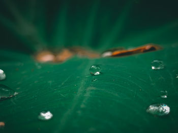 Close-up of water drops on leaf