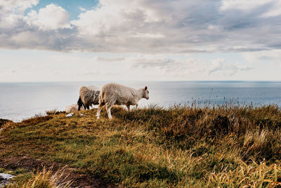 Sheep on grassy field with sea in background against cloudy sky