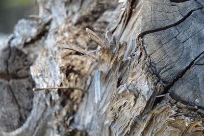 Close-up of tree trunk