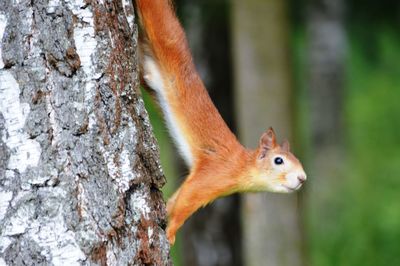 Close-up of squirrel on tree trunk