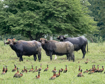 Horses grazing in a farm