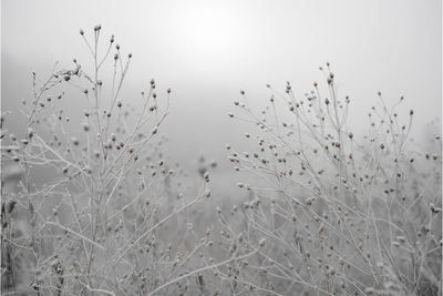 Close-up of wet plants against sky