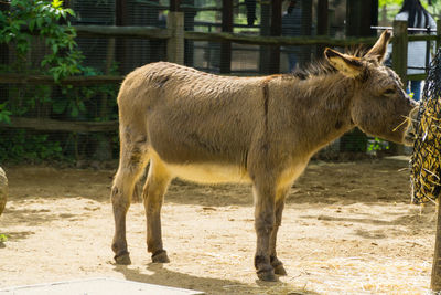 Horse standing in the ground