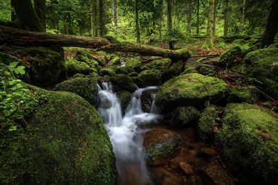 View of waterfall in forest