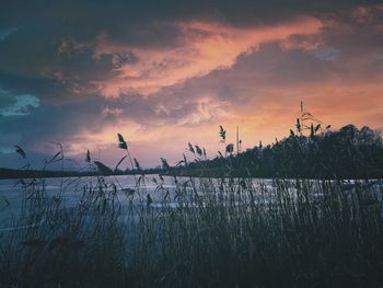 Silhouette plants against sky during sunset