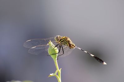 Close-up of dragonfly on leaf