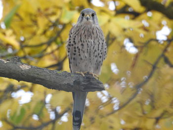 Close-up of bird perching on branch