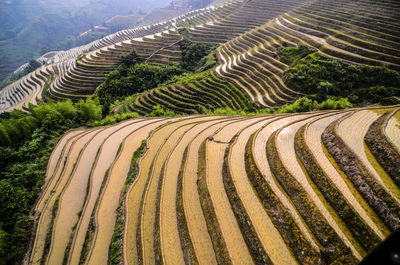 Panoramic shot of rice paddy