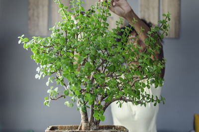 Close-up of potted plant on table