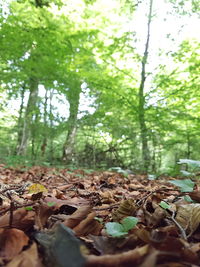 Surface level of dry leaves on field in forest