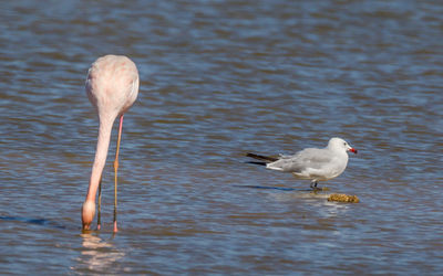 Seagull on a lake