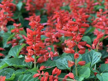 Close-up of red flowering plants