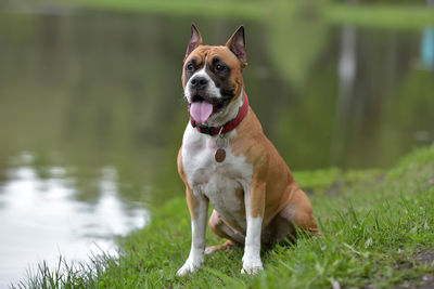 Portrait of dog on field