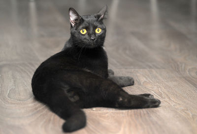 Portrait of black cat lying on floor