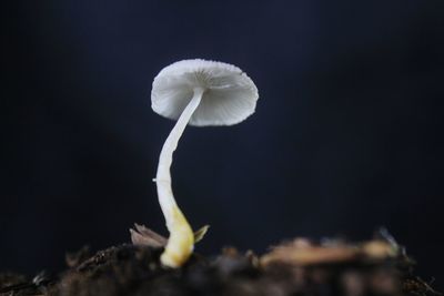 Close-up of white flowering plant against black background
