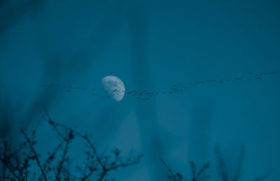 Flock of birds flying at night