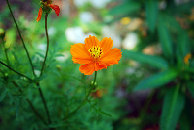 Close-up of orange cosmos flower