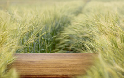 Close-up of wheat field