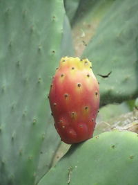 Close-up of prickly pear cactus