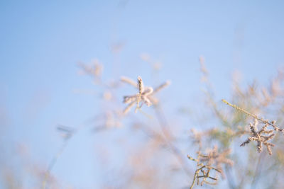 Close-up of snow on plant against sky