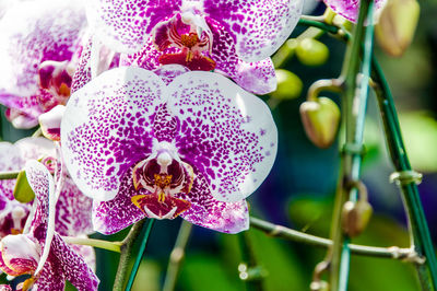 Close-up of pink orchids