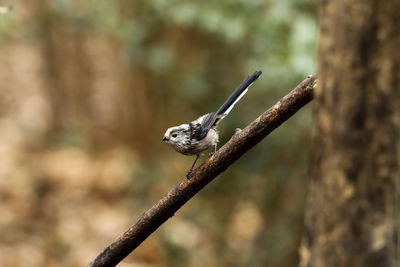 Close-up of a bird on branch