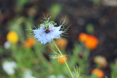 Close-up of dandelion flower