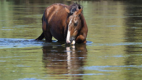 Elephant drinking water in lake