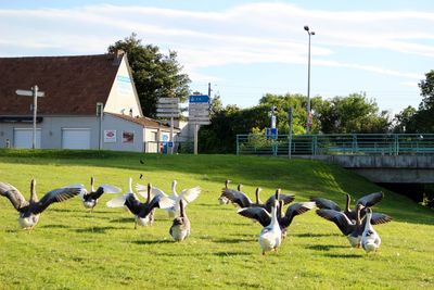 Flock of birds on field against sky