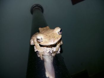 High angle view of frog on glass table