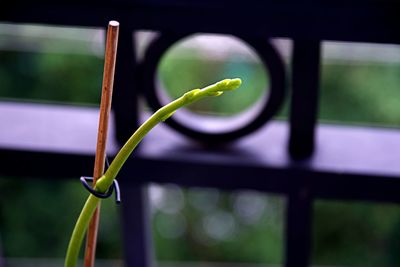 Close-up of plant growing outdoors