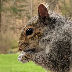 Close-up of squirrel