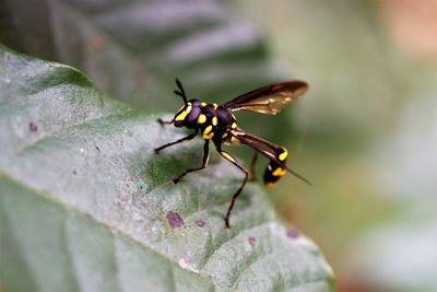 Close-up of insect on leaf