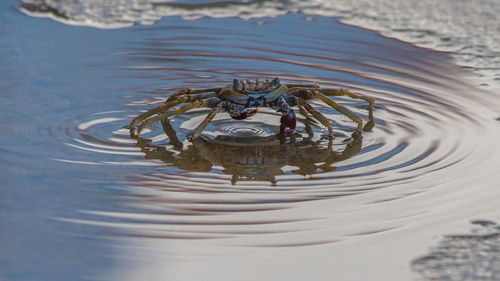 High angle view of little crab in puddle of water making ripples
