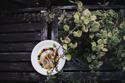 Flower plants growing outdoors