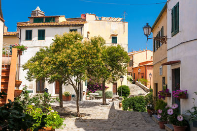 Potted plants and buildings in town