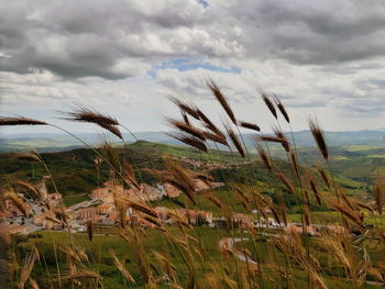 Plants growing on field against sky