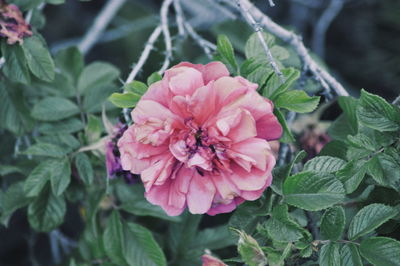 Close-up of pink flowers