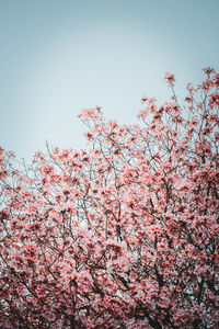 Low angle view of pink flowering tree against sky